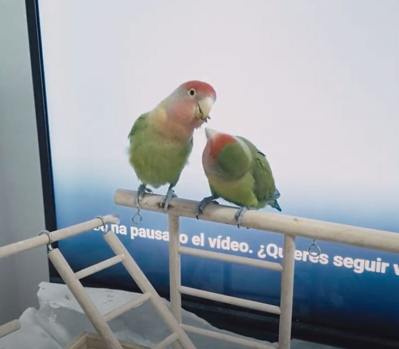 Cuppy&Capiro